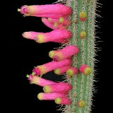 Cleistocactus candelilla ('lilacinorosea') JL  (Only one plant is available per size - Une seule plante est disponible par taille)
